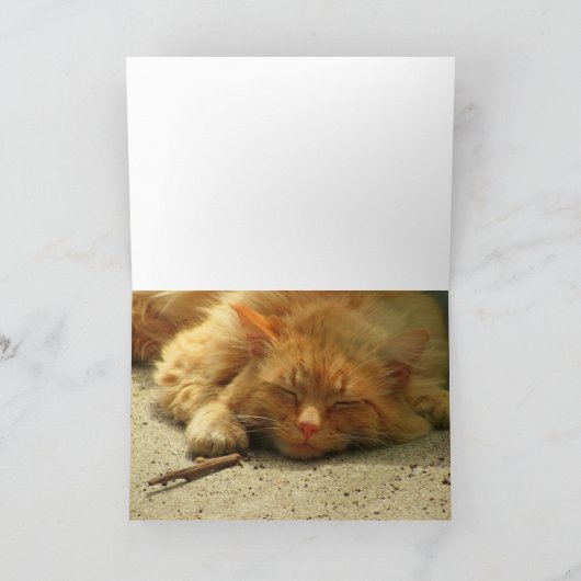 買贈り物か昼寝子猫 カード (内部)
