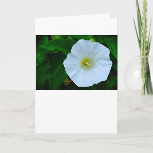 賛美自然、カード カード (正面)