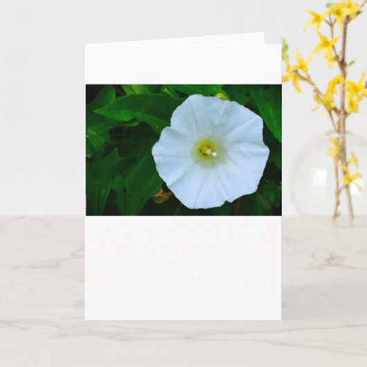 賛美自然、カード カード (黄色い花)