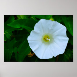 賛美自然 ポスター