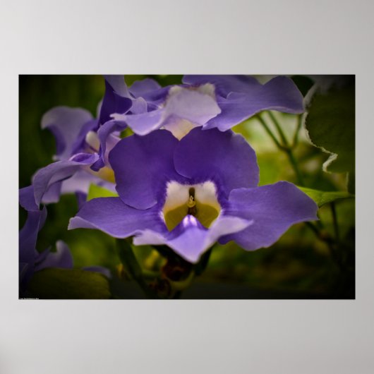 賛美自然 ポスター (正面)