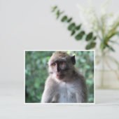 賢いマカク ポストカード (スタンド正面)