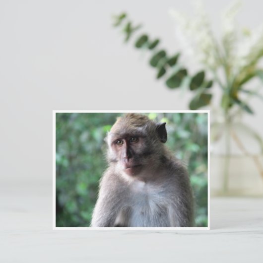 賢いマカク ポストカード (スタンド正面)