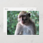 賢いマカク ポストカード (正面/裏面)