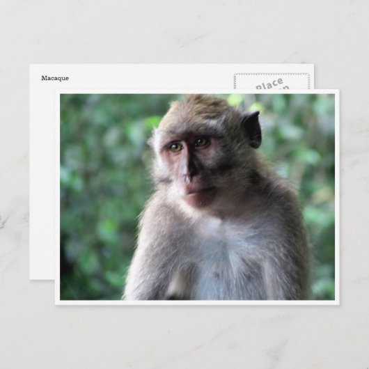 賢いマカク ポストカード (正面/裏面)