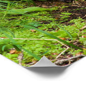 賢い川のオッター ポスター (角)