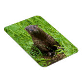 賢い川のオッター マグネット (右側)