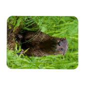 賢い川のオッター マグネット (横)