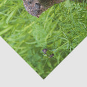 賢い川のオッター 薄葉紙 (詳細)