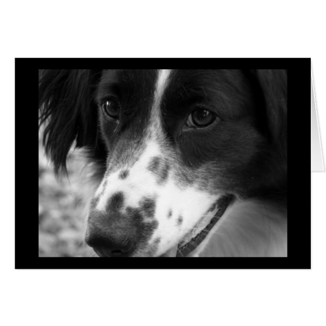 賢い犬 (正面横)