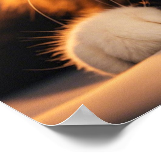 賢い猫 ポスター (角)