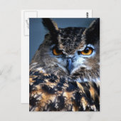 賢い1つの郵便はがき ポストカード (正面/裏面)