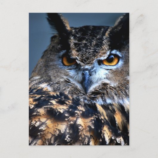 賢い1つの郵便はがき ポストカード (正面)