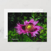 賢明なPC ポストカード (正面/裏面)