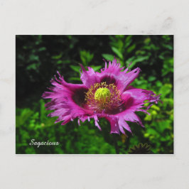 賢明なPC ポストカード