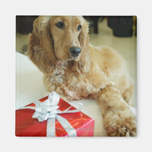 贈り物で犬を閉じ込める マグネット (正面)