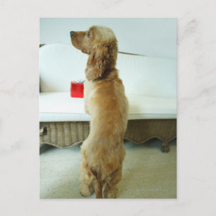 贈り物と一緒にソファに立っている犬 ポストカード