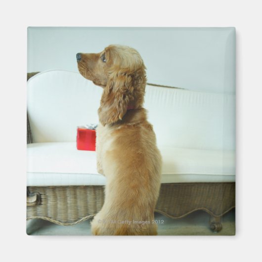 贈り物と一緒にソファに立っている犬 マグネット (正面)
