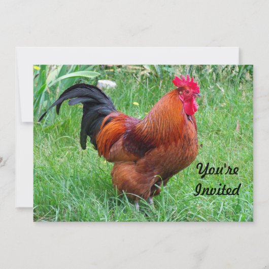 赤いかわいらしチキンのプロフィール写真誕生日 招待状 (正面)