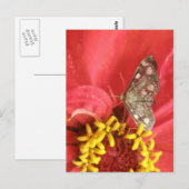 赤いかわいらし花はがき上の蛾 ポストカード (正面/裏面)