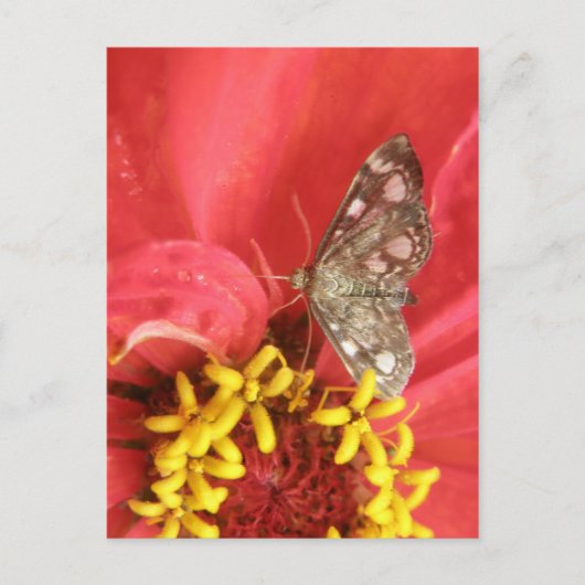 赤いかわいらし花はがき上の蛾 ポストカード (正面)