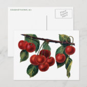 赤いさくらんぼ ポストカード (正面/裏面)