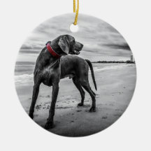 赤いつばが付いているビーチB&Wの写真のWeimaraner
