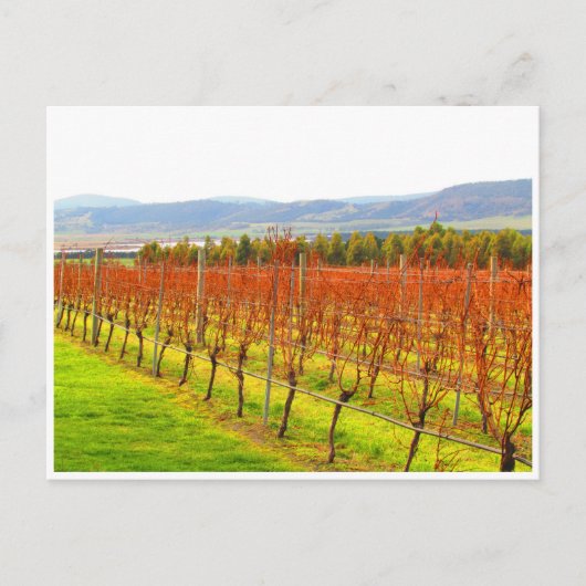 赤いつる植物 ポストカード (正面)