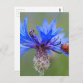 赤いてんとう虫カブトムシの青のヤグルマギク ポストカード (正面/裏面)