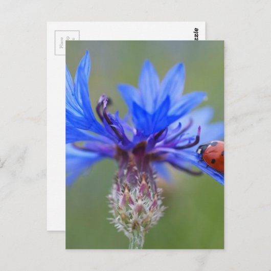 赤いてんとう虫カブトムシの青のヤグルマギク ポストカード (正面/裏面)