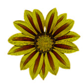 赤いはっきりしたデイジーの大きく黄色の花 シャワーカーテン