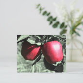 赤いりんごの白黒の郵便はがき ポストカード (スタンド正面)