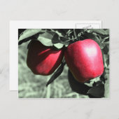 赤いりんごの白黒の郵便はがき ポストカード (正面/裏面)