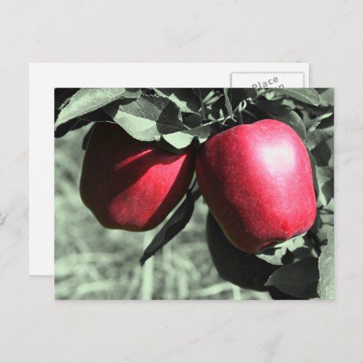 赤いりんごの白黒の郵便はがき ポストカード (正面/裏面)