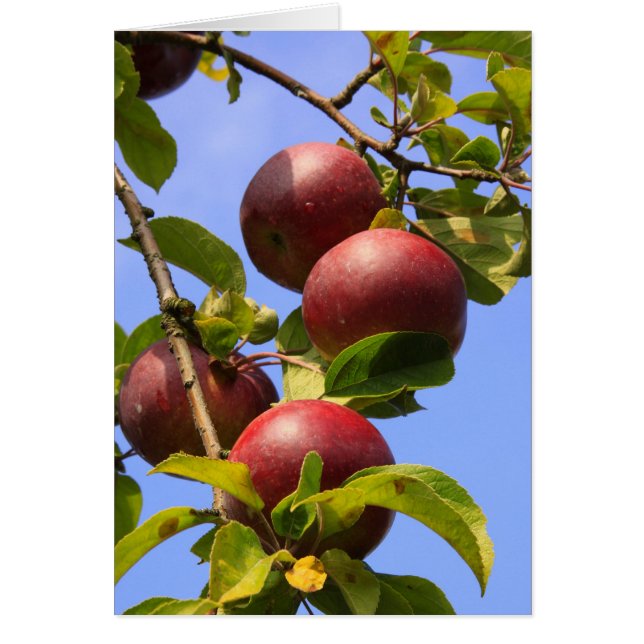 赤いりんご (正面)