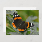 赤いアドミラル・バタフライ ポストカード (正面/裏面)