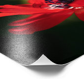 赤いアネモネの花 フォトプリント            (角)