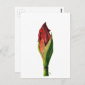 赤いアマリリスのはがき ポストカード (正面/裏面)