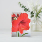 赤いアマリリス クリスマスの花 ポストカード (スタンド正面)