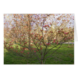 赤いアメリカヤマボウシ