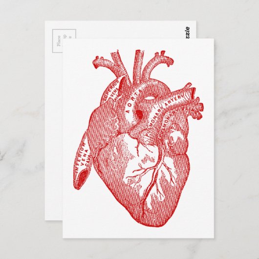 赤いアンティークの解剖学的心臓 ポストカード (正面/裏面)