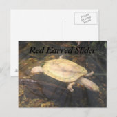 赤いイヤードスライダー ポストカード (正面/裏面)