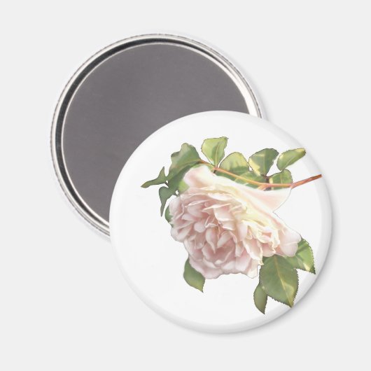 赤いエレガントピンクの白い花模様バラ マグネット (正面/裏面)