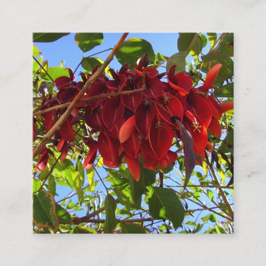 赤いエンクロー葉ンカード エンクロージャーカード (正面)