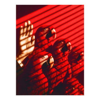 赤いオウムと手 フォトプリント           