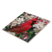 赤いオスの(鳥)ショウジョウコウカンチョウ タイル (側面)