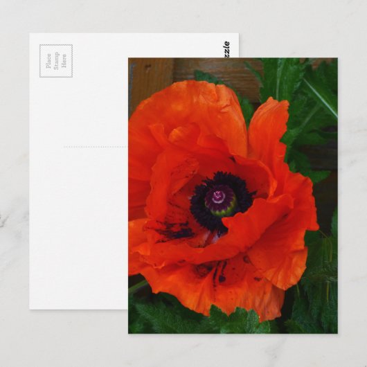 赤いオニゲシ ポストカード (正面/裏面)