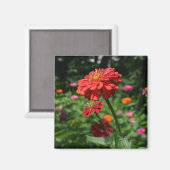 赤いオレンジ色のデイジーフローラ、赤い花園 マグネット (正面/裏面)