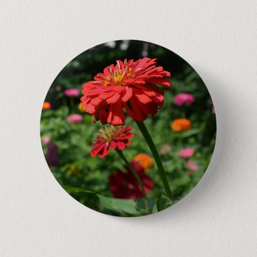 赤いオレンジ色のデイジーフローラ、赤い花園 缶バッジ (正面)