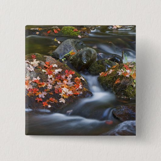 赤いカエデ葉のが 缶バッジ (正面)